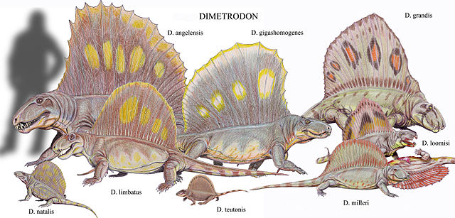 A bunch of dimetrodons